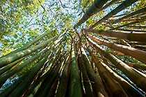bamboo garden