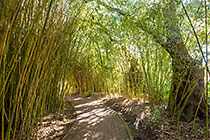 young baboo along path