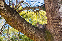 squirel in oak tree