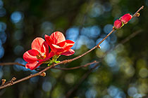 Camellia sp flowers