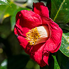 Camellia japonica | the Czar | flower