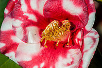 Camellia japonica | Andolphe Andusson variegata | flower