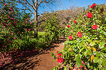 Camellia japonica | Dr Clifford Parks | bushes with  flowers